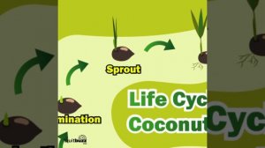 Life Cycle of Coconut Tree