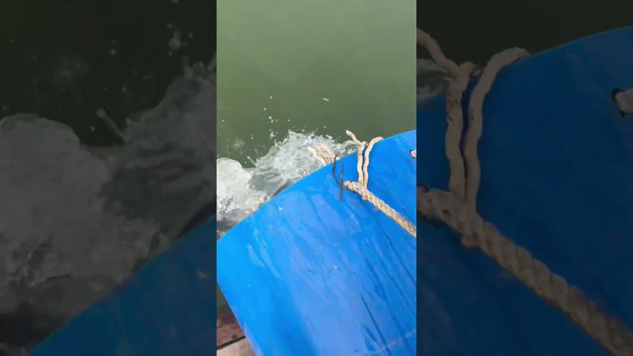 Запуск форели #carp #fish #зеленыйберег #рыба #satisfying