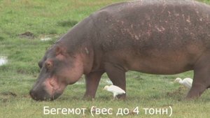 Топ 5 самых тяжёлых животных в мире ,Мир животных  (Мир животных)