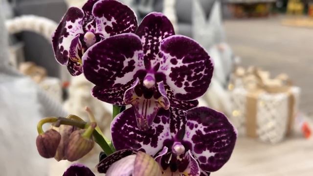 Редкие орхидеи по 799 руб в Оби. Фронтера, Пират Пикоти, Фантом, Ола ... смотреть онлайн