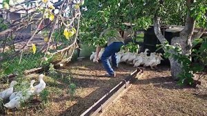Вес утки Стар 53 в месяц