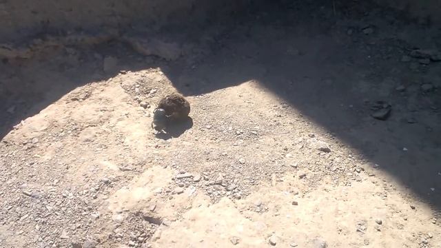 Жук-говнокат смотреть онлайн