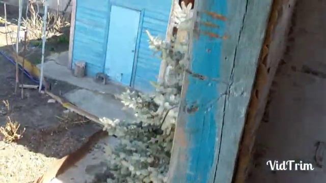 Почтовые голуби, бельгийские, в Астрахани.