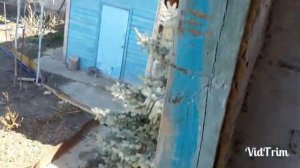 Почтовые голуби, бельгийские, в Астрахани.