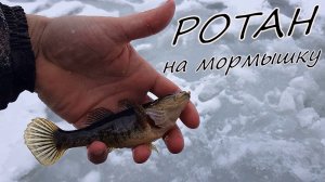 Ротан на пруду | Ловля на мормышку 2022