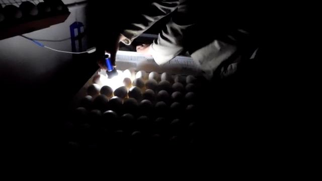 Первое овоскопирование гусиного яйца смотреть онлайн