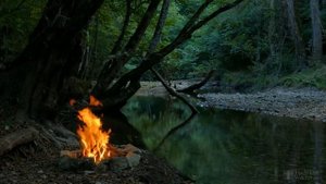 Почему у болгарского перца опадают листья