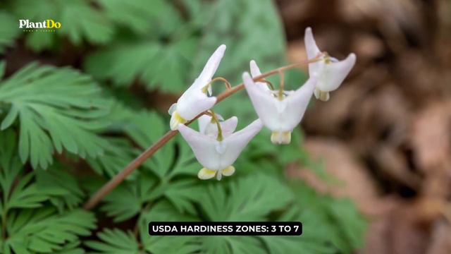 7 Gorgeous Spring Flowering Ephemerals That Will Make Your Garden Brighten Up 🌼 🌸 ✨ смотреть онлайн