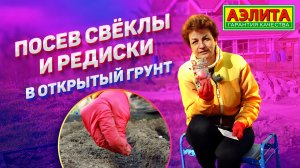 КАК сеять свеклу и редиску в открытом грунте?