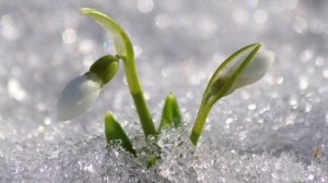 Мал золотник, да дорог