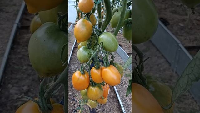 Томат Золото Востока. Обзор. Для употребления в свежем виде.