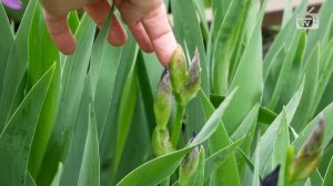 ИРИСОВАЯ МУХА   садовые вредители