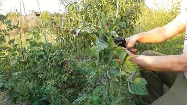 Подвязка ремонтантной малины. Что будет если малину не подвязывать