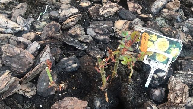 РОЗЫ. ОБРЕЗКА РОЗ ОСЕНЬЮ. Инфекционный ожог. смотреть онлайн