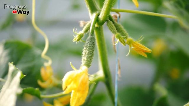 Пожелтение Огурцов Исчезает В Миг! Вот Как Спасти Огурцы?! смотреть онлайн