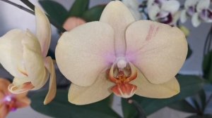 Жёлтые оттенки орхидей. Мальмо, Жёлтый шоколад, Венус, Феррара, Тетраспис Грин, Гриссини, Бабочки.