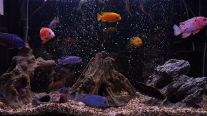 Ночь в цихлиднике