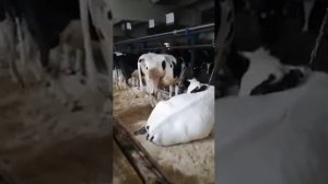 Распродажа с Фермы КРС в России живым весом оптом. Молочные породы коров и нетелей.