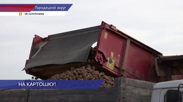Аграрии Нижегородской области собрали богатый урожай картофеля