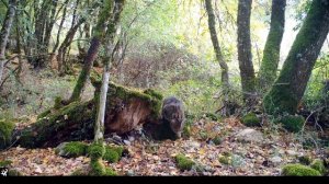Дикий и опасный хищник, лесной кот интересные факты, животные Европы, лесной кот - лесные животные