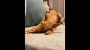 Фараонова собака. В кино, Интеллект, Вопросы и ответы,  История