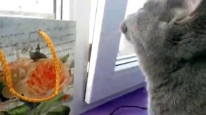 Кошка говорит - ругается на птиц. А может кошка говорит "Я люблю тебя птичка"