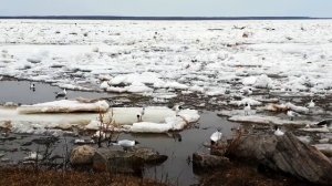 Ледоход на Волге в Козьмодемьянске 18.04.2018г