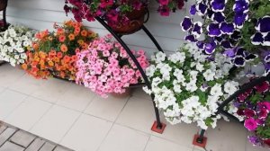 ОПАСНАЯ подкормка ПЕТУНИИ. Почему ПЕТУНИЯ меняет цвет?