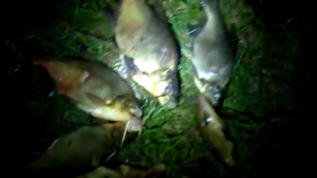 чудо окунь, весом 2кг. смотреть онлайн