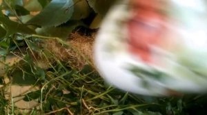 КАК ПОНИЗИТЬ ДАВЛЕНИЕ,  ЛЕЧИТЬ ПОЧКИ, ОТ ОТЕКОВ - СОСТАВ ТРАВ.