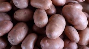 Сорта Раннего Картофеля Отзывы