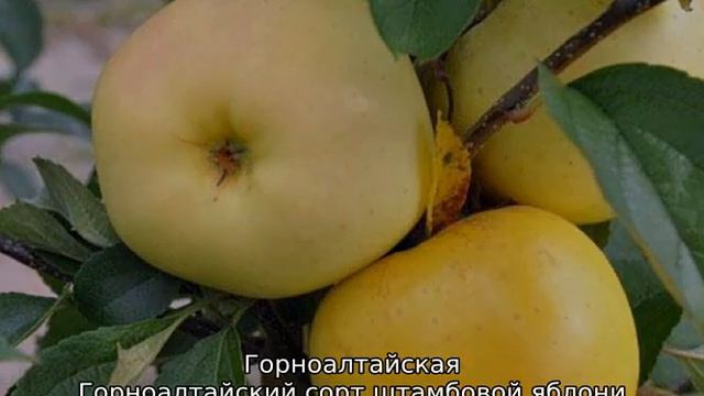 Штамбовая яблоня: что это такое