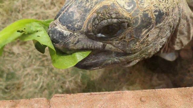 Наедине с животными.Контактный зоопарк. смотреть онлайн