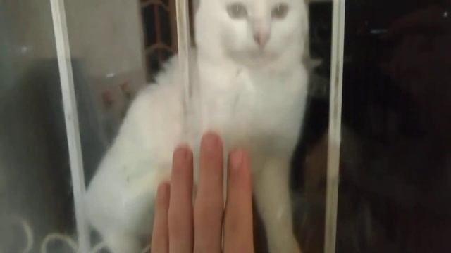 Глажу кошку соблюдая самоизоляцию
