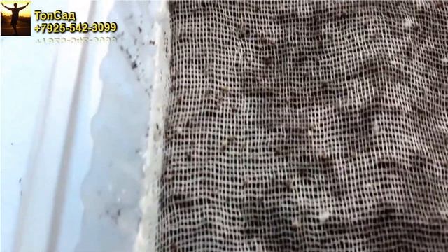 ДВА СПОСОБА ПОСЕВА СЕЛЬДЕРЕЯ! БЫСТРЫЕ ВСХОДЫ ОБЕСПЕЧЕНЫ! ТопСад.