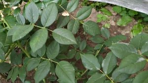 Уход за розой после летней пересадки.