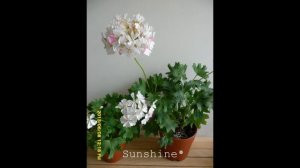 35. Jackie Totlis 1, 재키 토틀리스  Pelargonium