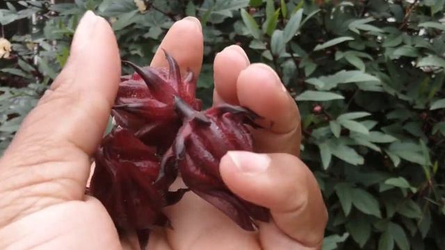 How to Harvest Sorrel, Jamaican Hibiscus, Roselle смотреть онлайн