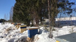 Зимовка пчёл Среднерусской породы в Пермском крае
