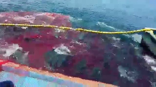 PURSE SEINE FISHING | FISHING AT RATNAGIRI | TRADITIONAL NET FISHING | penangkapan ikan | isda смотреть онлайн