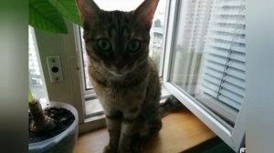 Всё хвостах котов. Зачем он им нужен? Могут ли коты без хвоста жить?