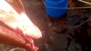 рыбалка в якутии хороший улов на реке оленек