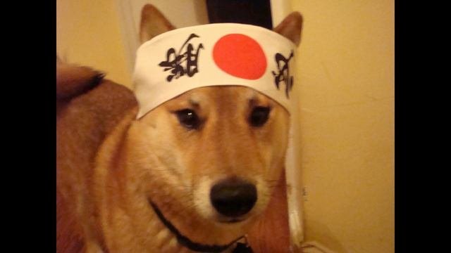 Японский прикол Japan