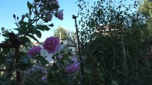 Роза Жасмина и Пьер Де Ронсар. Две розы Сибирского сада.