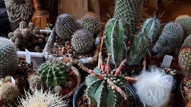 Мои кактусы?.Общий обзор.???С чего все началось?