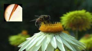 Почему пчелы умирают после укуса? Невероятные факты об этих насекомых.