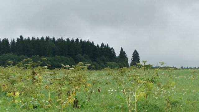 Щенки ксоло в шерсти и питбули. смотреть онлайн