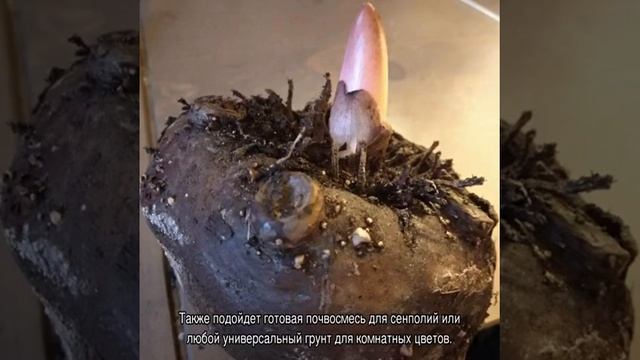 Аморфофаллус цветок комнатный — уход дома смотреть онлайн