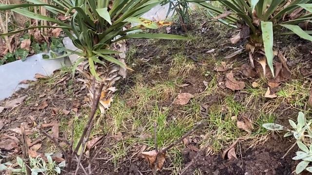 Yucca collection part 1 (filamentosa?? and recurvifolia) смотреть онлайн