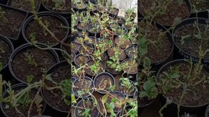 Зимовка крупнолистных гортензий в горшках. 2ч.